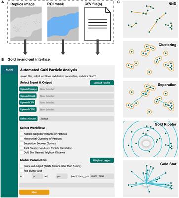 Gold In-and-Out: A Toolkit for Analyzing Subcellular Distribution of Immunogold-Labeled Membrane Proteins in Freeze-Fracture Replica Images